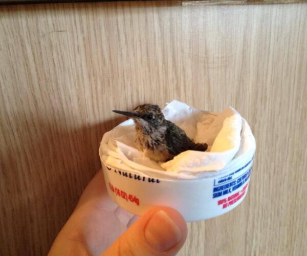 1001606_10151683086388070_634018641_n