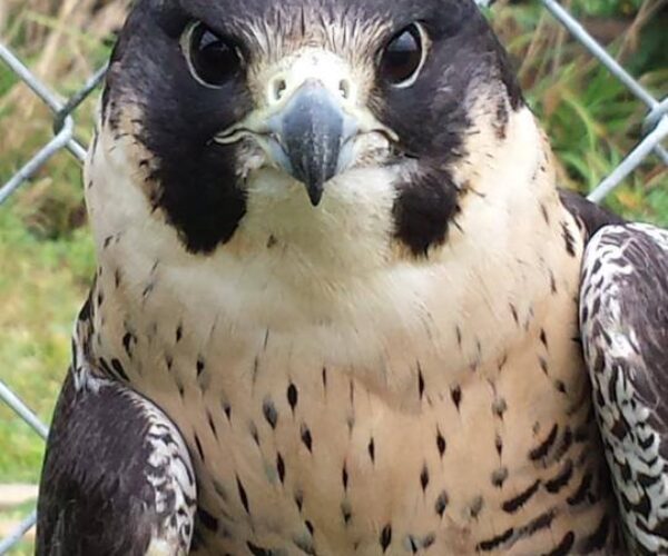 1011621_10151786073008070_666013962_n