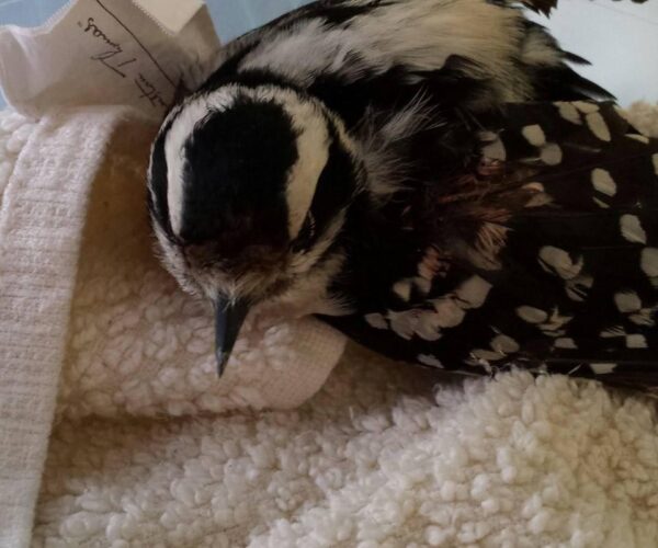 10167944_10152302797438070_2567178934652556100_n