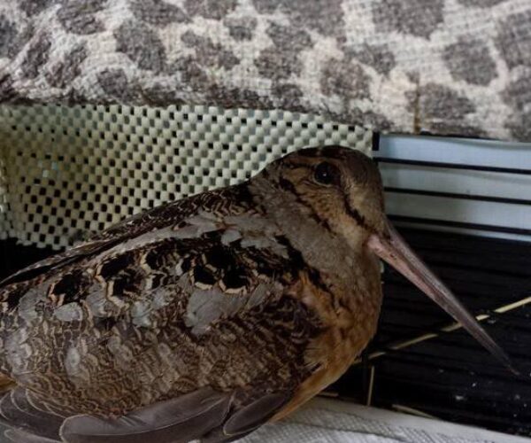 10168224_10152271442798070_1779110887_n