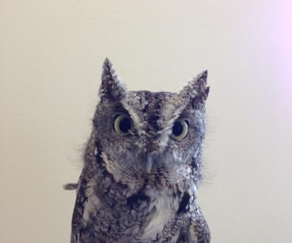 10291053_10152730103208070_7158011746620439792_n