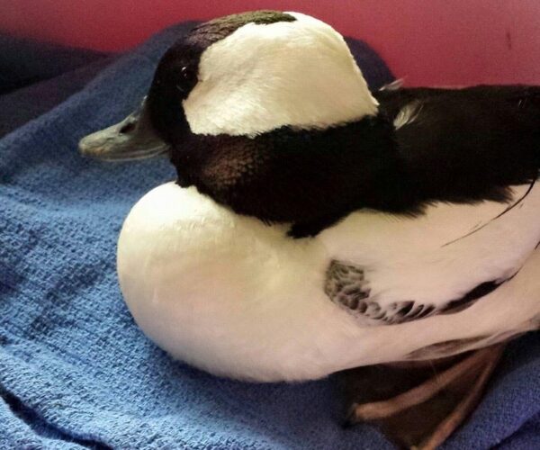 10475689_10153139934688070_1505713092628165509_n