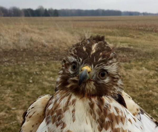 11006406_10153135161603070_303874061557691969_n