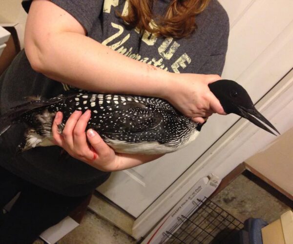 11014989_10153244019123070_5008507300393986615_n