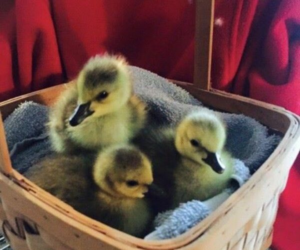 11038472_10153217774423070_3956504745008202557_n