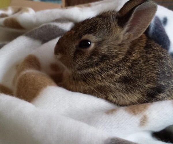 11066619_10153092714263070_6991100566126640016_n