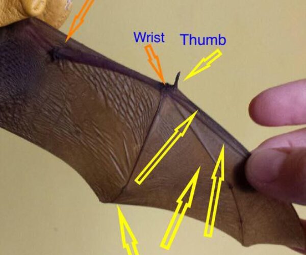 11080996_10153135536213070_7868958136743029919_n