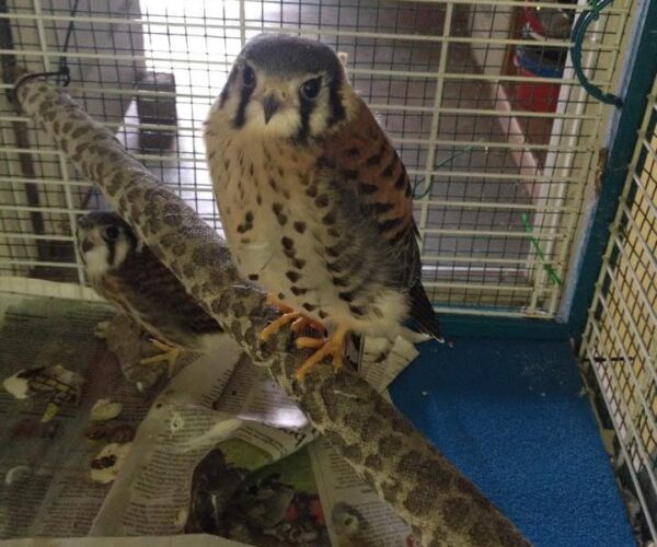 11140412_10153202671528070_3437984807400473980_n