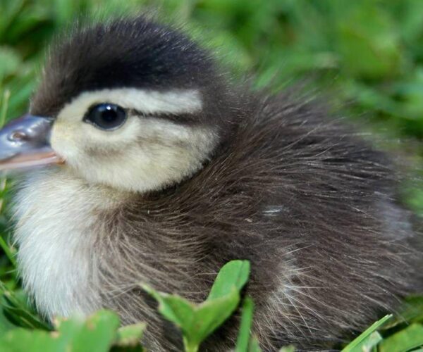 11150717_10153273032893070_3725703255488967724_n