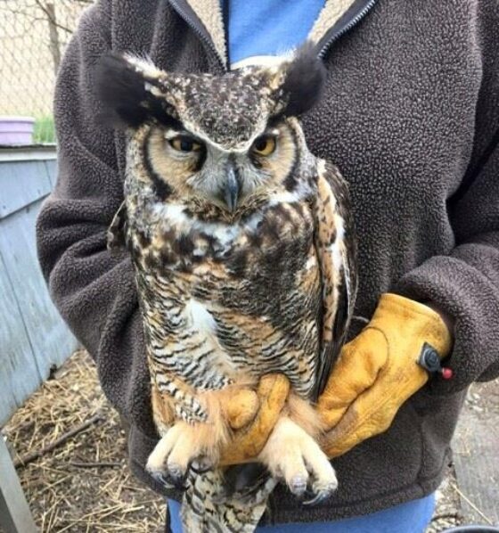 11193294_10153226749098070_3108037495018160022_n