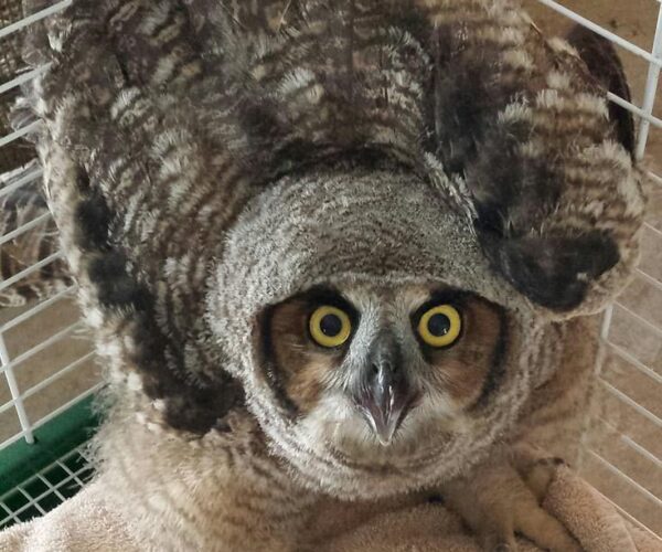 11210408_10153227269353070_5552326920749432312_n