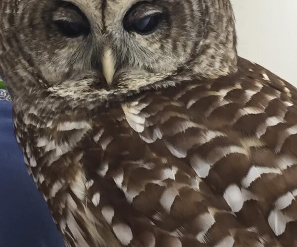 11412212_10153364013068070_7471268736322853655_n