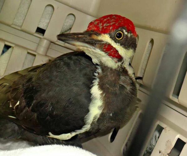 1185189_10151793242278070_1849441510_n