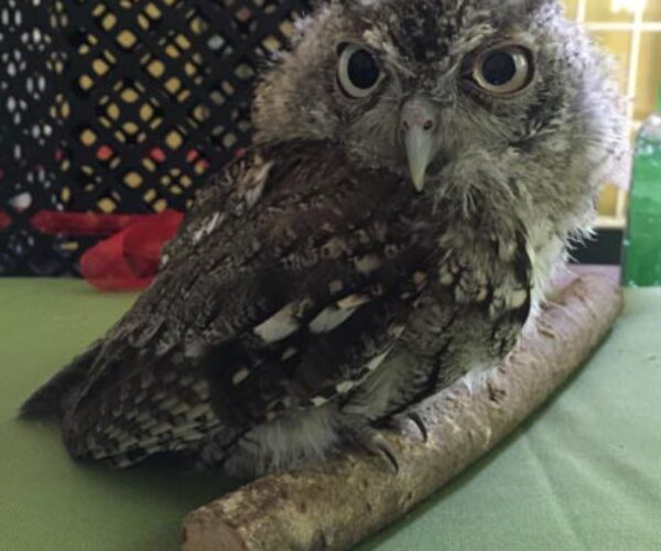 11873780_10153504787063070_4540906602091921952_n