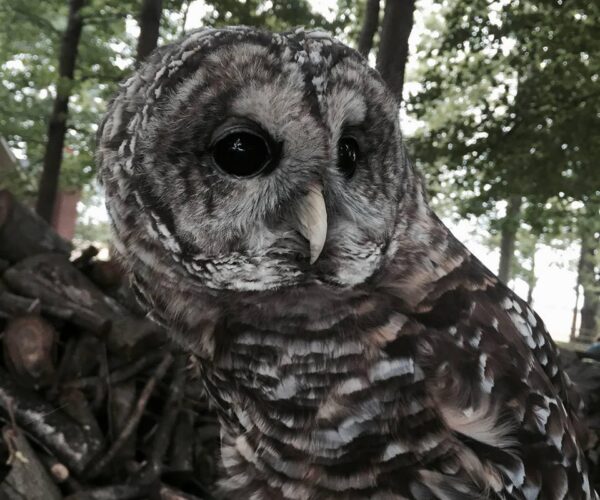 12047169_10153593752498070_6171489221610312275_n