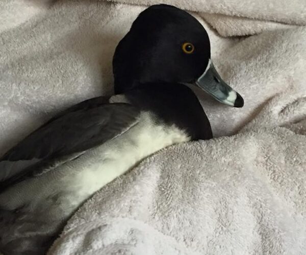 12346324_10153733227643070_7241977172852069491_n