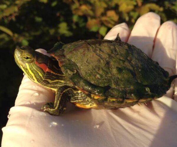 1236356_10151830441153070_1111106662_n