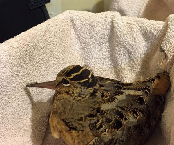 12524348_10153914901788070_6821802803170798269_n