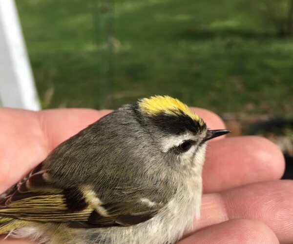 12961745_10154029992378070_8245999498985484755_n