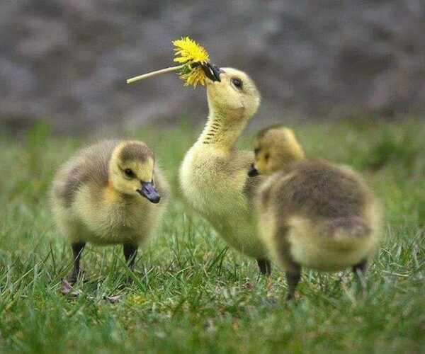 13055337_10154066113173070_4296478710550935186_n