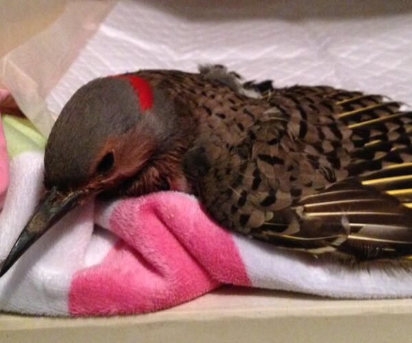 13055529_10154063471903070_8333383798100847760_n