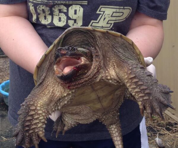 13230271_10154117582293070_1876849291212173555_n