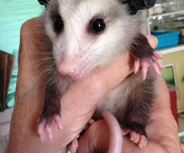 13241353_10154144957838070_748843200205187576_n