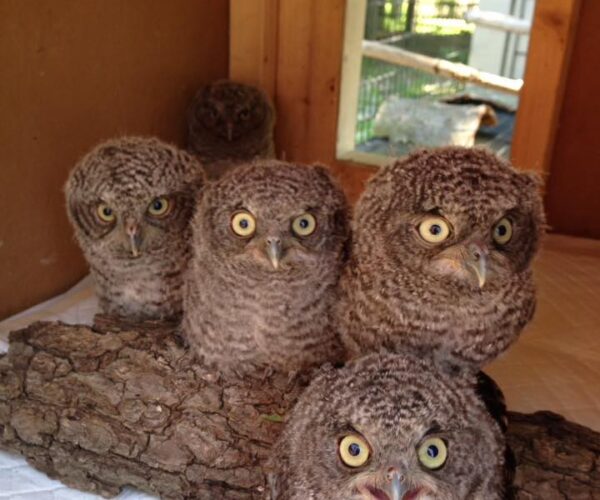 13256447_10154142180083070_8141671525773913964_n