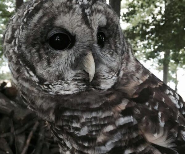 13346843_10154168022138070_279918290935774708_n