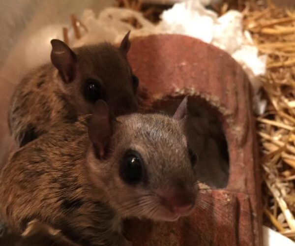 14333788_10154450938718070_5755260264532470302_n