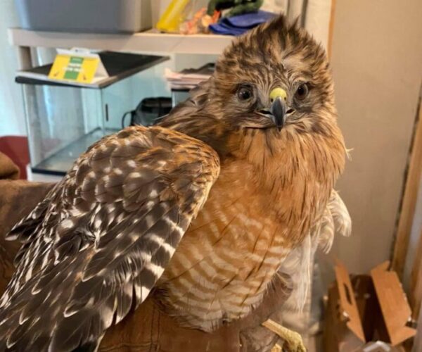 155930599_10158823736343070_2013618007111139698_n