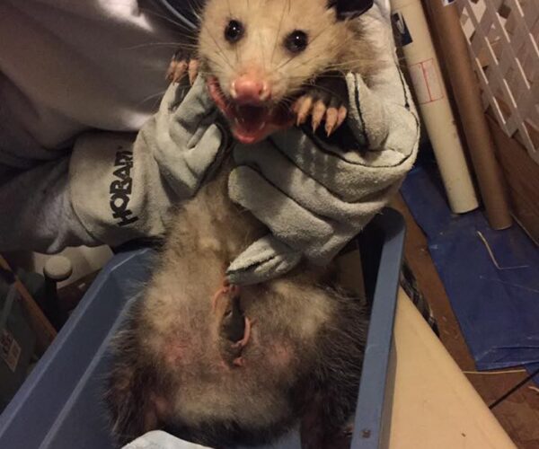 17523613_10155094627423070_2187368025209994090_n