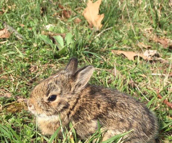 17554067_10155051613378070_2569386423344519384_n