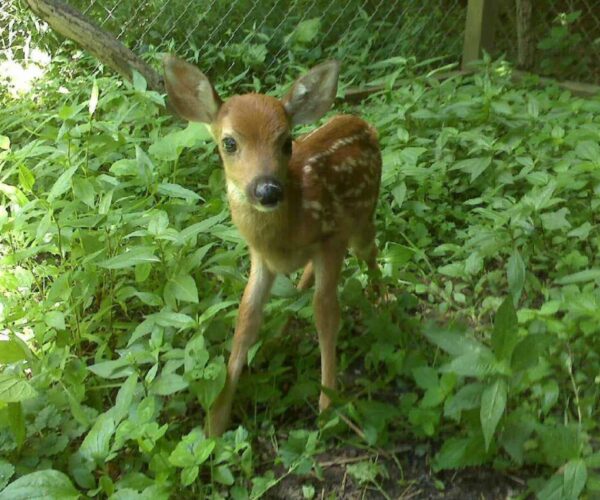 17807367_10155065186563070_2485430741399004761_o