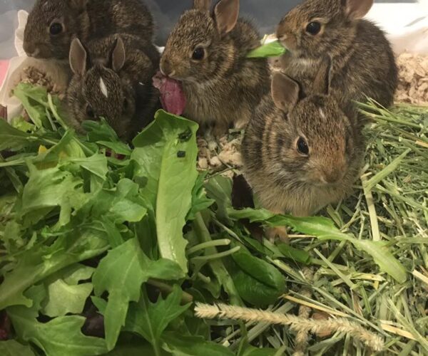 18527852_10155205437308070_2169292305049695024_n