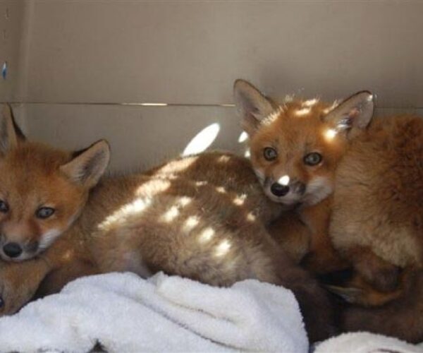 1917130_178912643069_883414_n