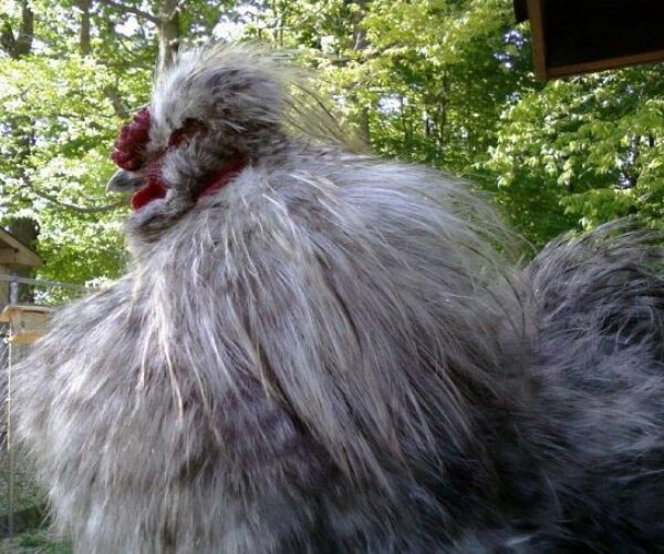 1917130_178912778069_464961_n