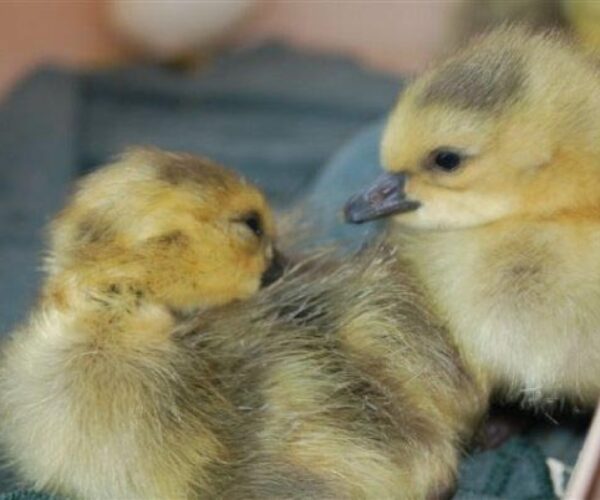 1917130_178912873069_3143922_n