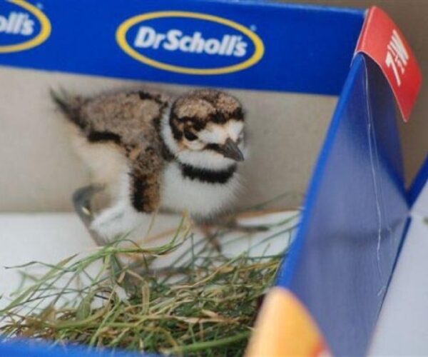 1917130_178912883069_445501_n