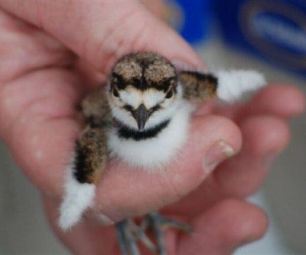 1917130_178912888069_4364159_n