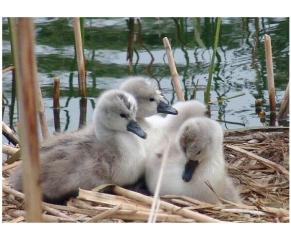 1917130_178912933069_2489700_n