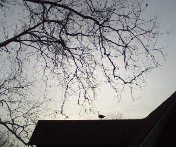 1917130_178913038069_472996_n