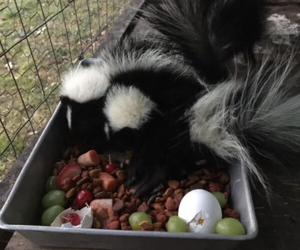 19437239_10155324106658070_8640897501104394700_n