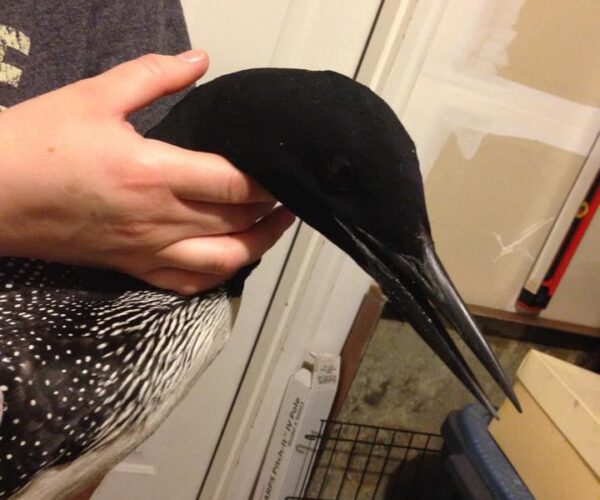 19696_10153244019148070_3726900266088008343_n