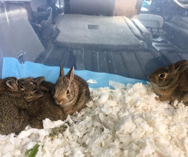 19961632_10155386624003070_2171326134096740575_n