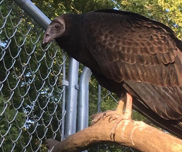 20882142_10155489318583070_3419437415229191236_n