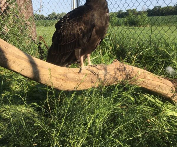 20915347_10155489318528070_4638876096212929728_n