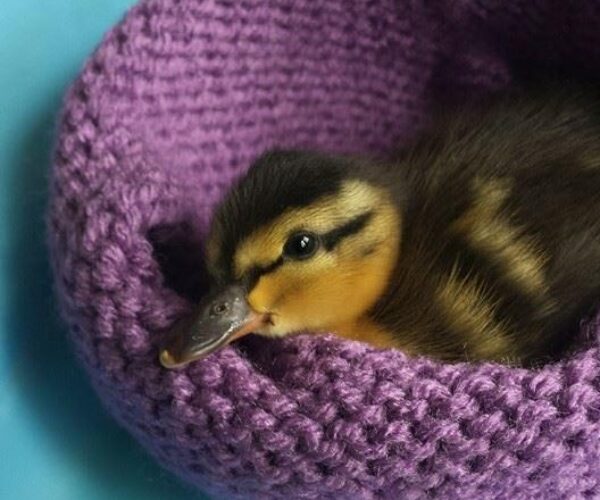 21309_10153103404133070_59421268071960748_n