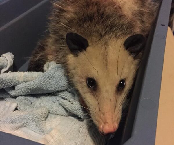 23905450_10155745968498070_5141078107424509119_n