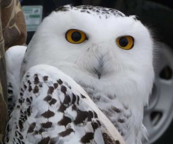 424222_10150626340373070_949523162_n